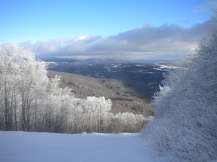 Sugarbush